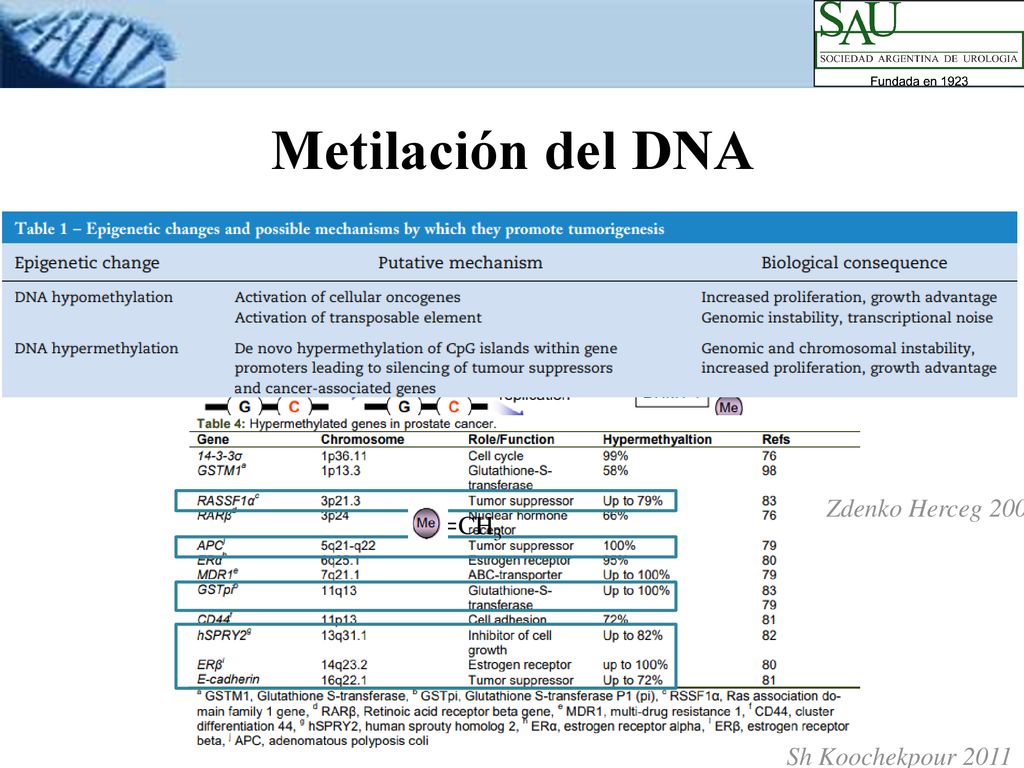 Metilación del DNA Zdenko Herceg 2007 = CH3 Sh Koochekpour 2011