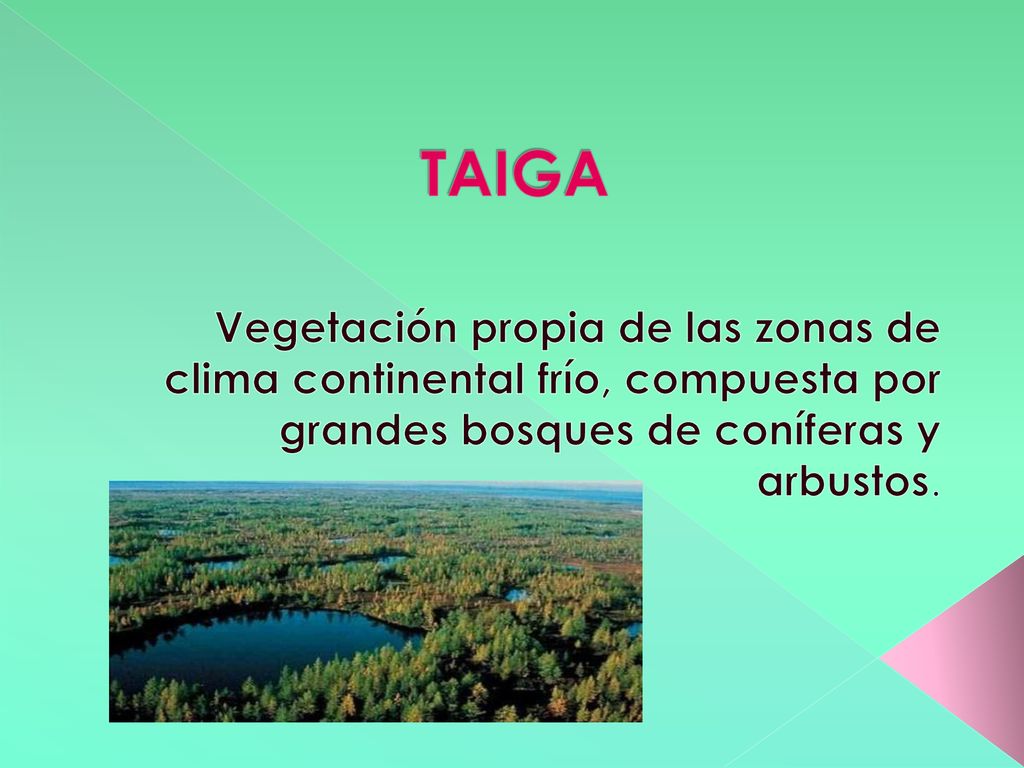TAIGA Vegetación propia de las zonas de clima continental frío, compuesta por grandes bosques de coníferas y arbustos.