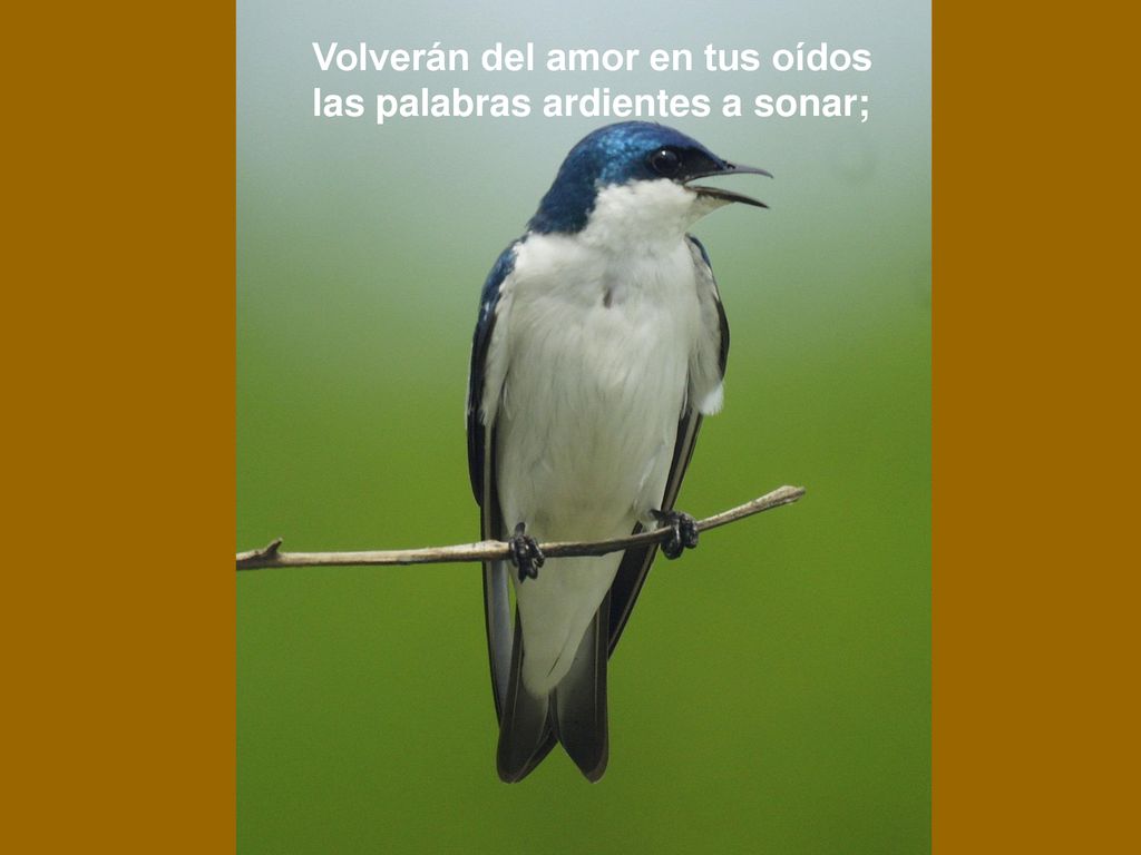 Volverán del amor en tus oídos las palabras ardientes a sonar;