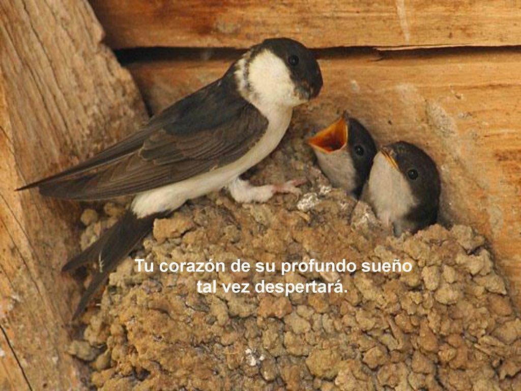 Tu corazón de su profundo sueño tal vez despertará.