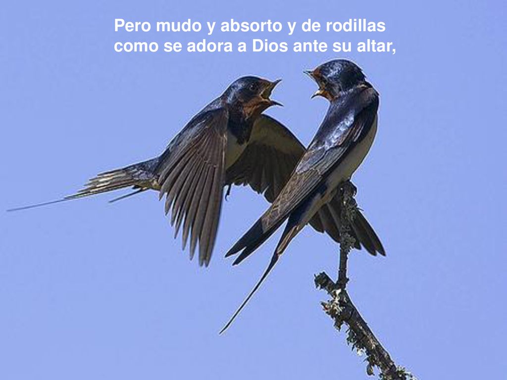Pero mudo y absorto y de rodillas como se adora a Dios ante su altar,