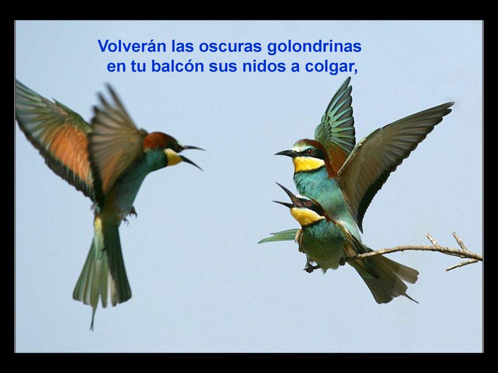 Volverán las oscuras golondrinas en tu balcón sus nidos a colgar,