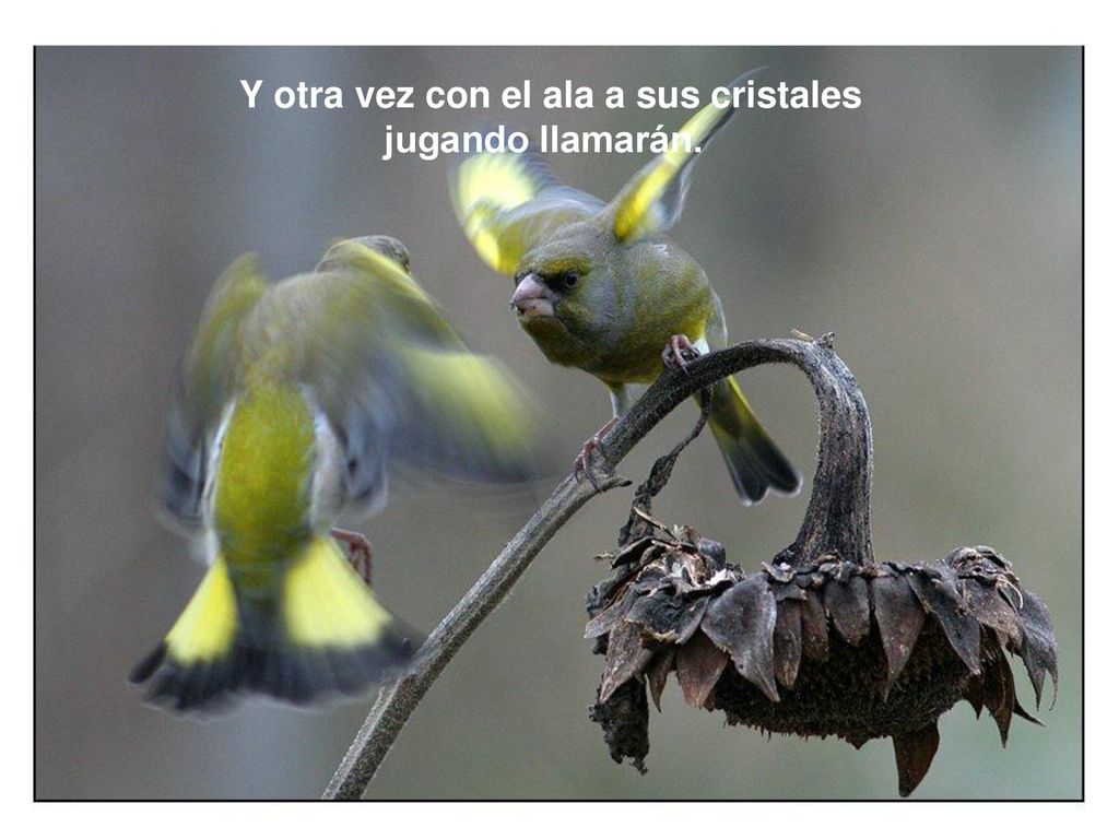Y otra vez con el ala a sus cristales jugando llamarán.