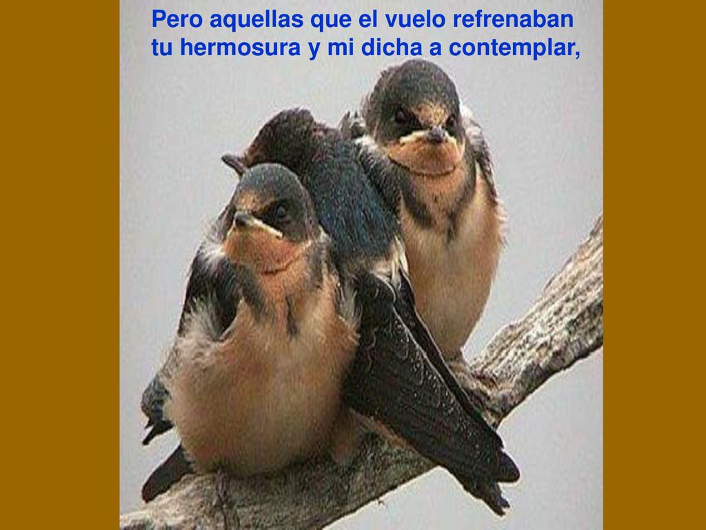 Pero aquellas que el vuelo refrenaban tu hermosura y mi dicha a contemplar,