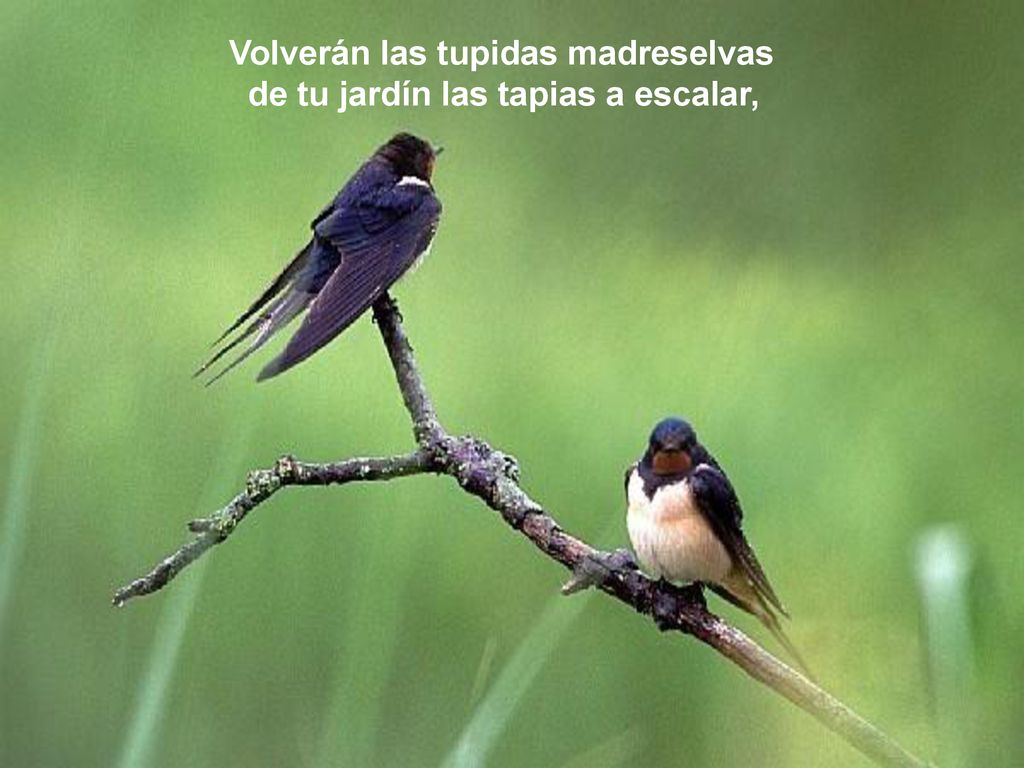 Volverán las tupidas madreselvas de tu jardín las tapias a escalar,