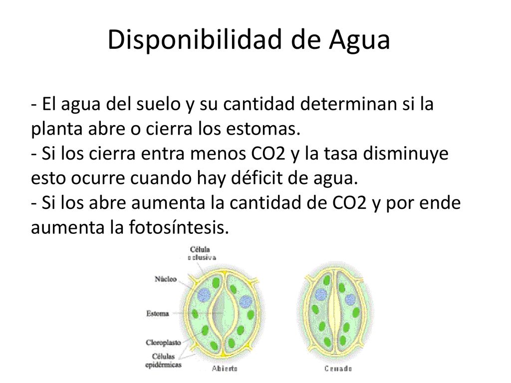Disponibilidad de Agua - El agua del suelo y su cantidad determinan si la planta abre o cierra los estomas.