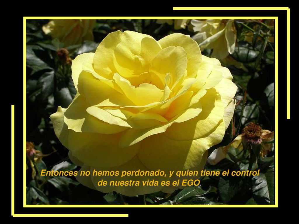 Entonces no hemos perdonado, y quien tiene el control de nuestra vida es el EGO.