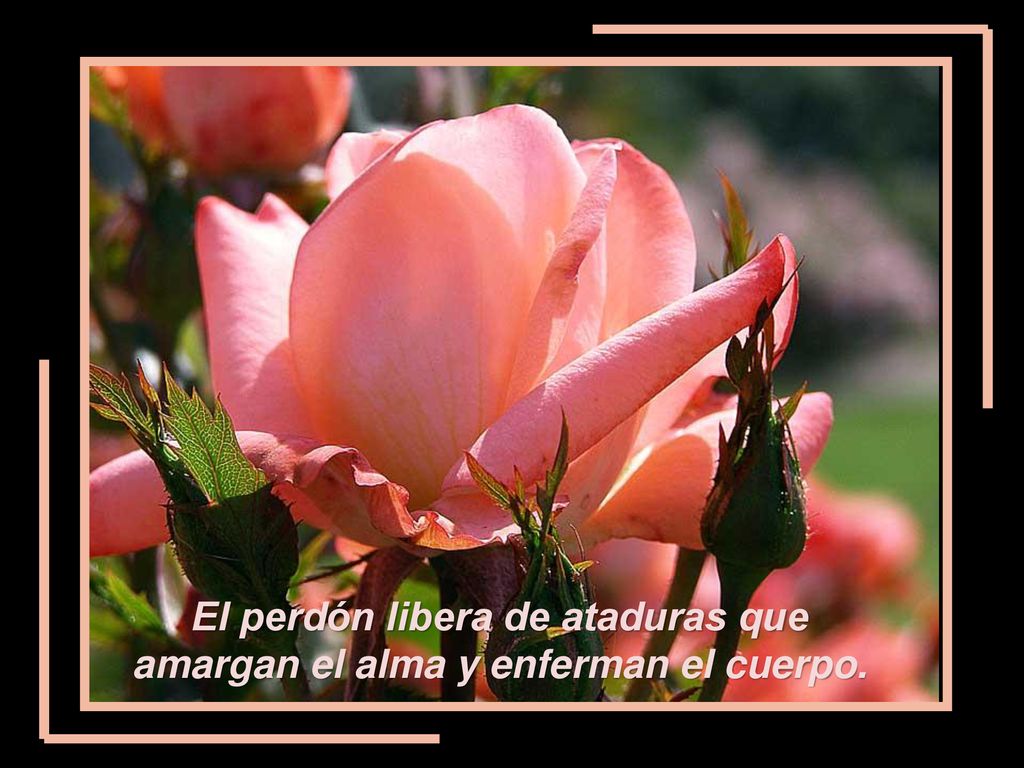 El perdón libera de ataduras que amargan el alma y enferman el cuerpo.