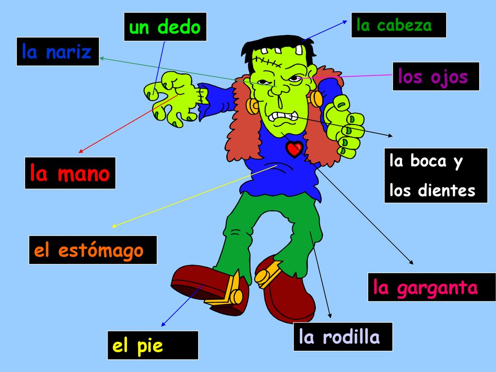 la mano un dedo la nariz los ojos el estómago la garganta la rodilla