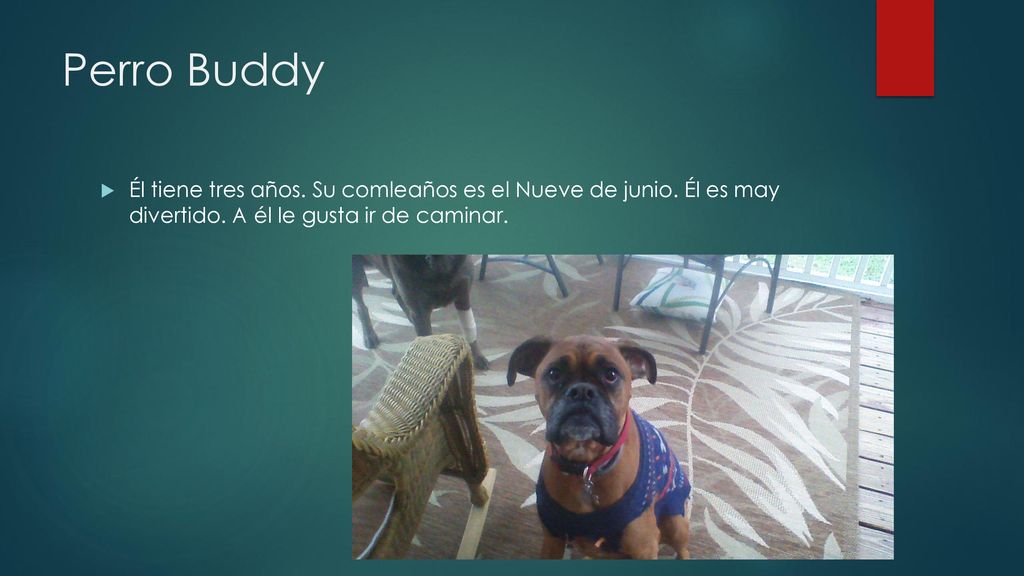 Perro Buddy Él tiene tres años. Su comleaños es el Nueve de junio.
