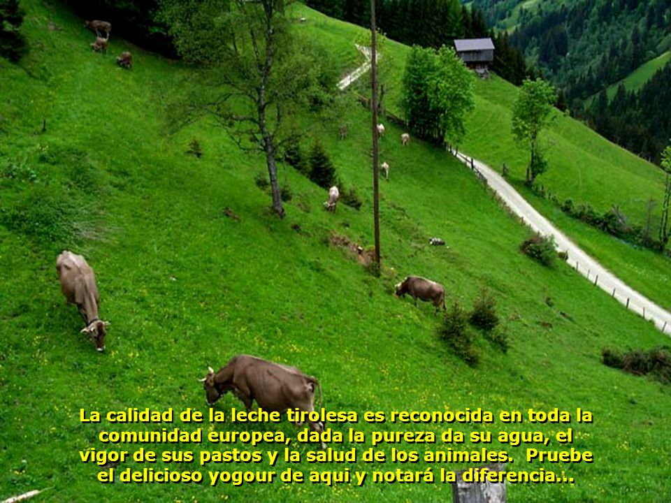 La calidad de la leche tirolesa es reconocida en toda la comunidad europea, dada la pureza da su agua, el vigor de sus pastos y la salud de los animales.