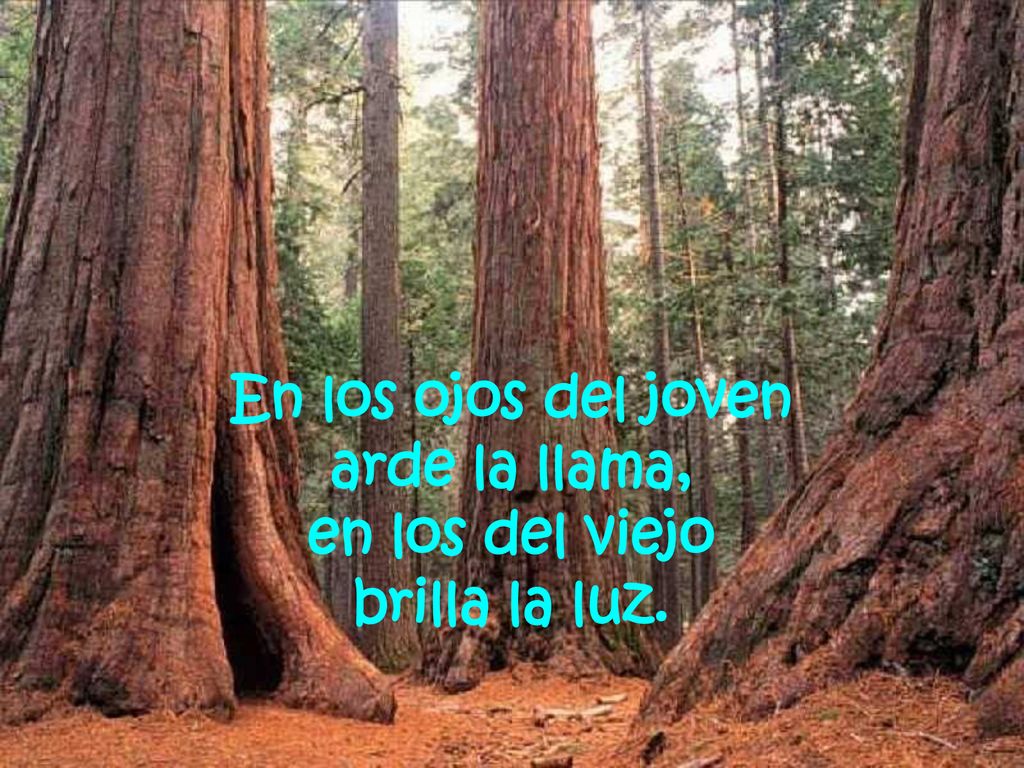 En los ojos del joven arde la llama, en los del viejo