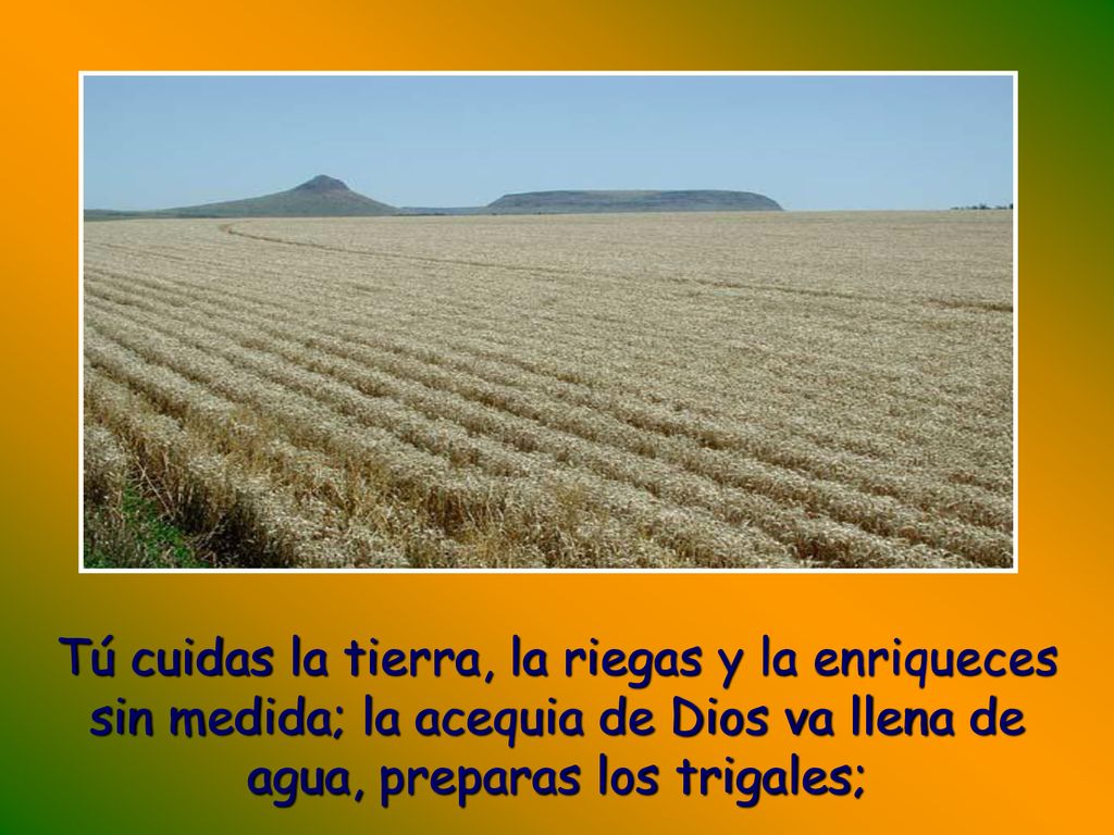 Tú cuidas la tierra, la riegas y la enriqueces sin medida; la acequia de Dios va llena de agua, preparas los trigales;