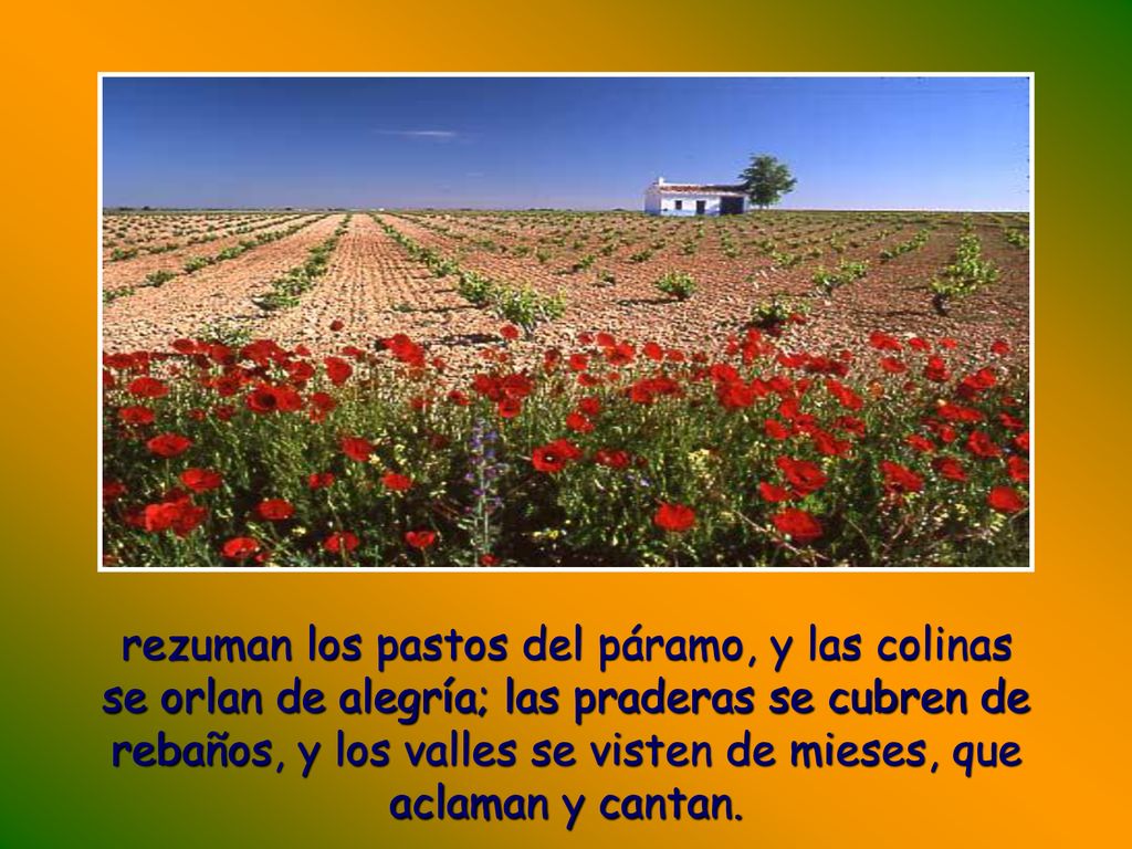 rezuman los pastos del páramo, y las colinas se orlan de alegría; las praderas se cubren de rebaños, y los valles se visten de mieses, que aclaman y cantan.