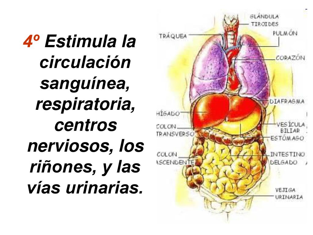 4º Estimula la circulación sanguínea, respiratoria, centros nerviosos, los riñones, y las vías urinarias.