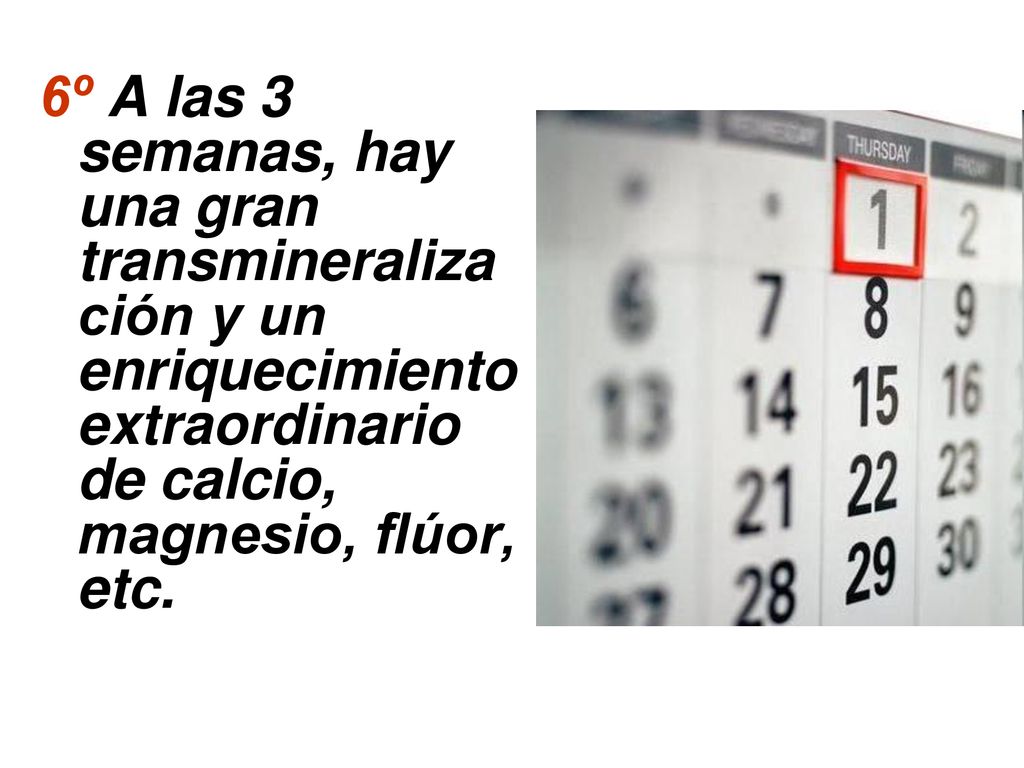 6º A las 3 semanas, hay una gran transmineralización y un enriquecimiento extraordinario de calcio, magnesio, flúor, etc.
