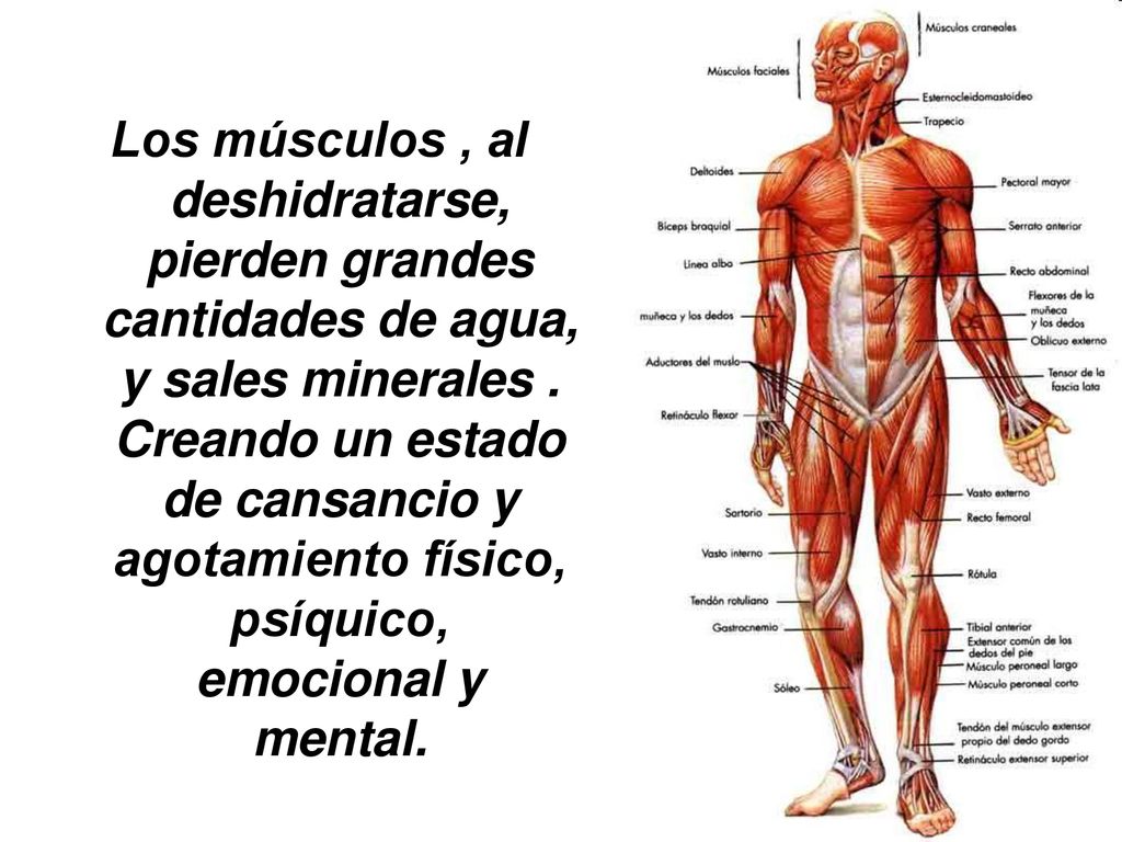 Los músculos , al deshidratarse, pierden grandes cantidades de agua, y sales minerales .
