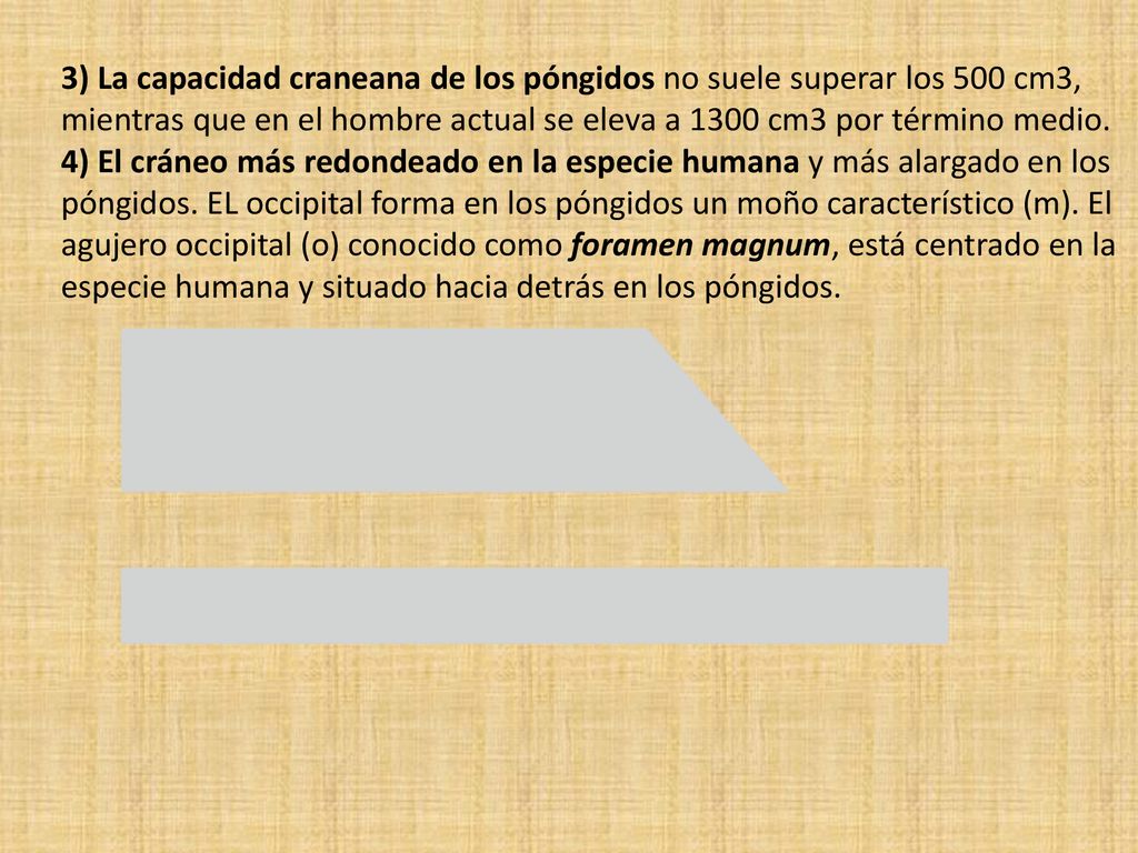 3) La capacidad craneana de los póngidos no suele superar los 500 cm3, mientras que en el hombre actual se eleva a 1300 cm3 por término medio.