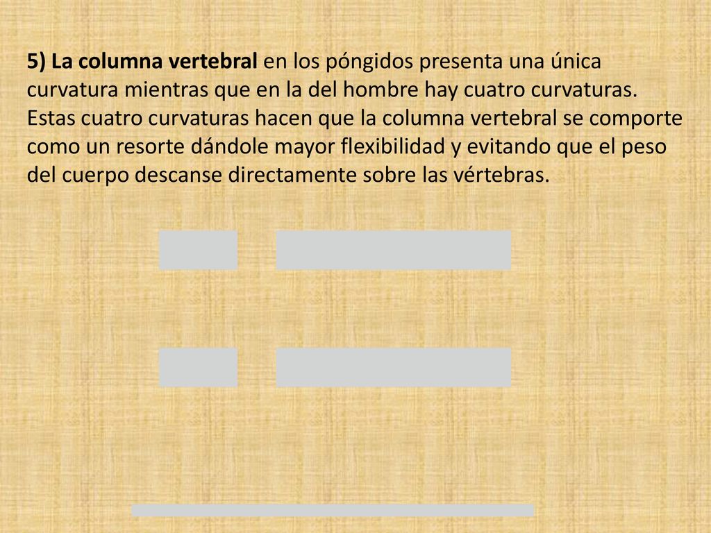 5) La columna vertebral en los póngidos presenta una única curvatura mientras que en la del hombre hay cuatro curvaturas.