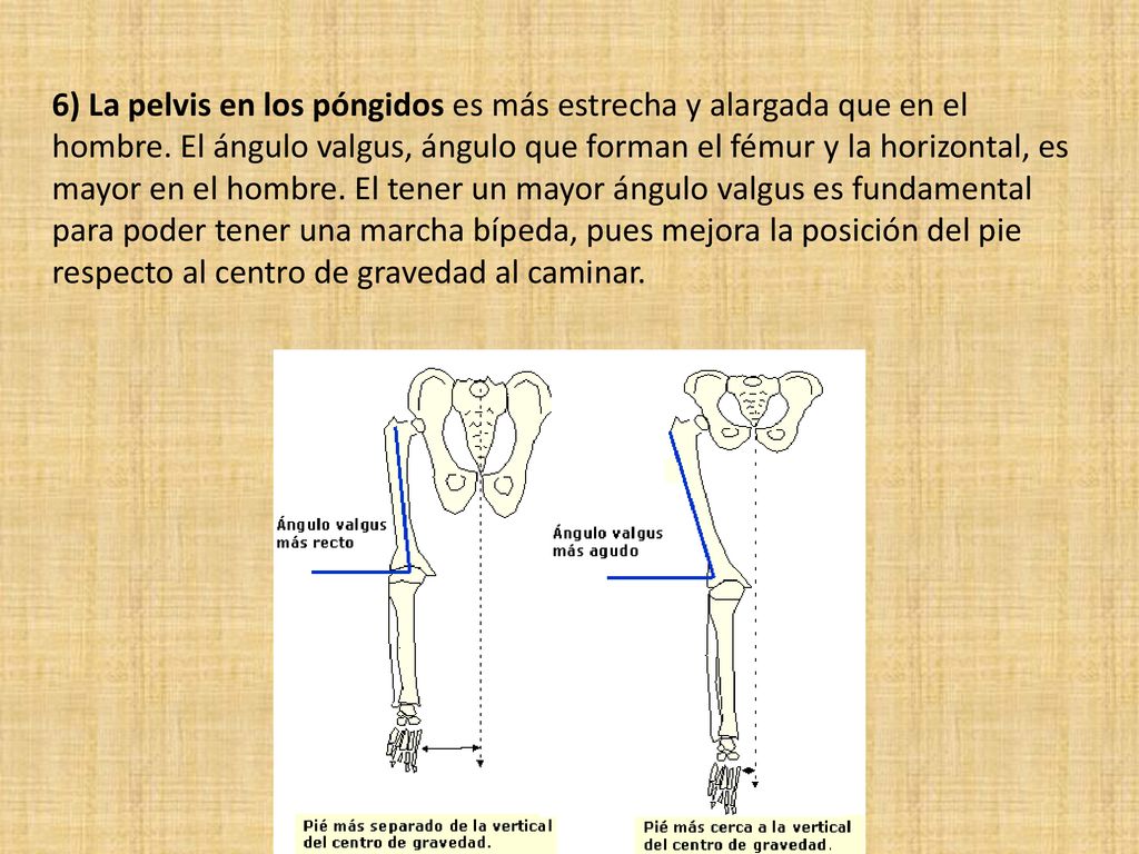 6) La pelvis en los póngidos es más estrecha y alargada que en el hombre.