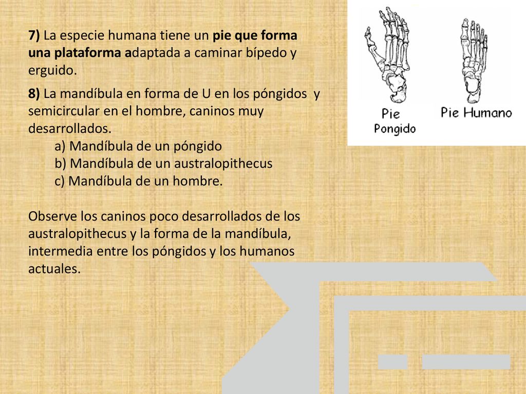 7) La especie humana tiene un pie que forma una plataforma adaptada a caminar bípedo y erguido.