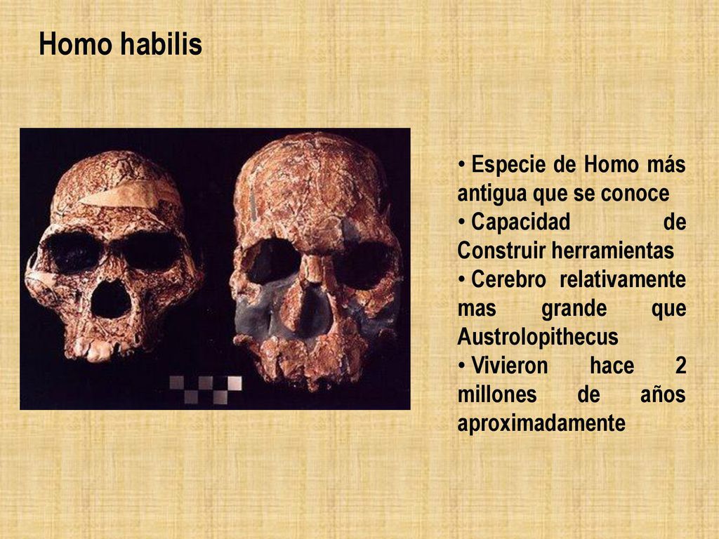 Homo habilis Especie de Homo más antigua que se conoce