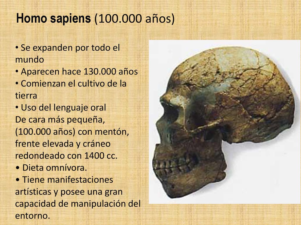 Homo sapiens ( años) Se expanden por todo el mundo