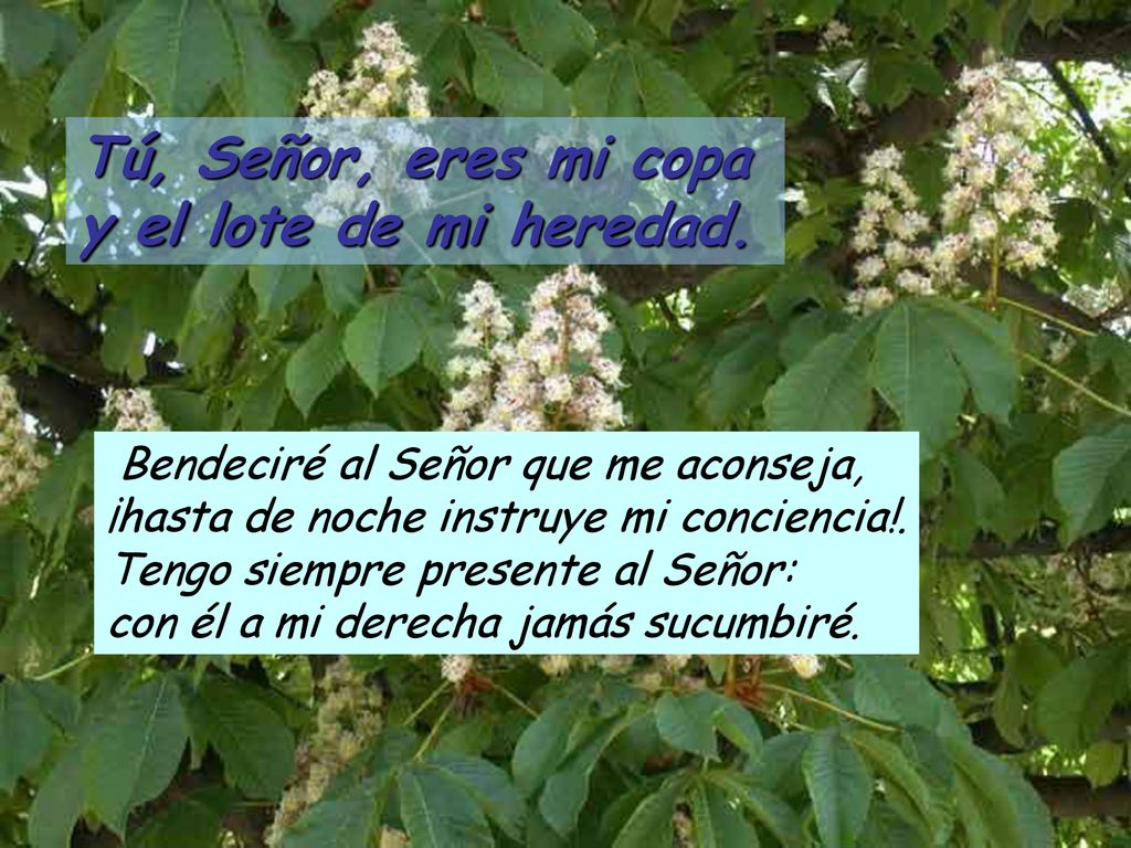 Tú, Señor, eres mi copa y el lote de mi heredad.