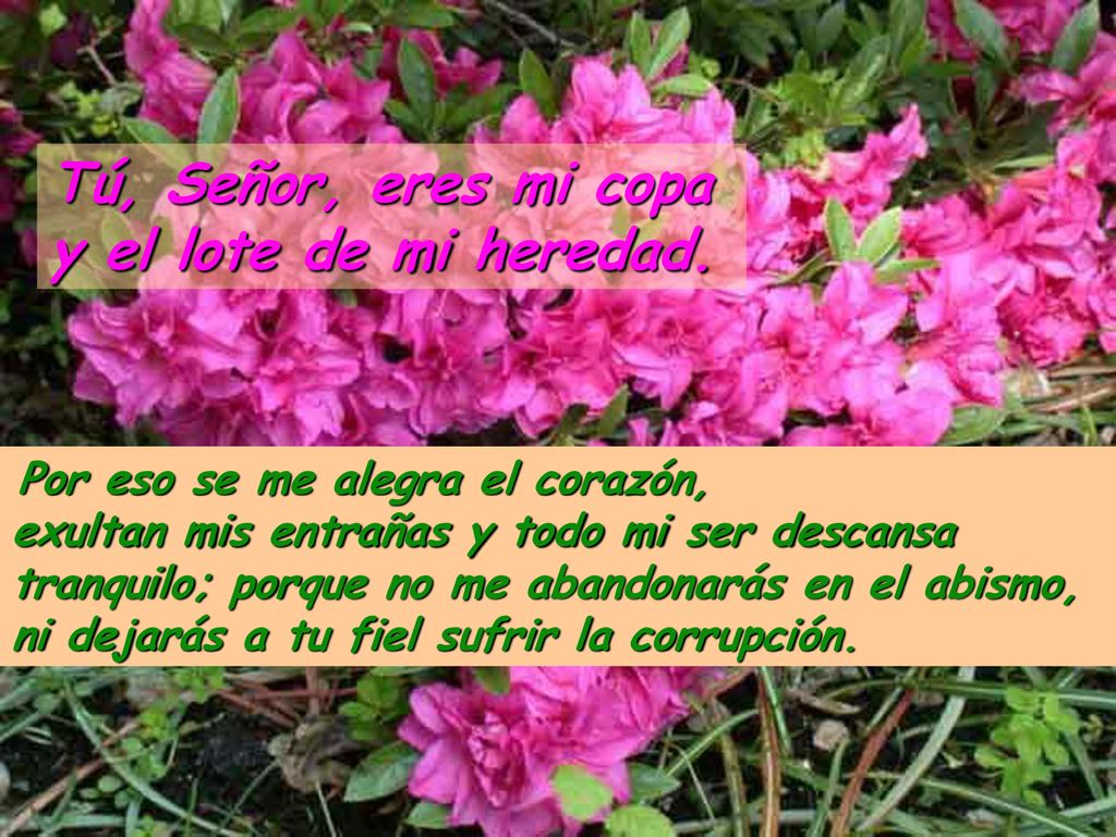 Tú, Señor, eres mi copa y el lote de mi heredad.
