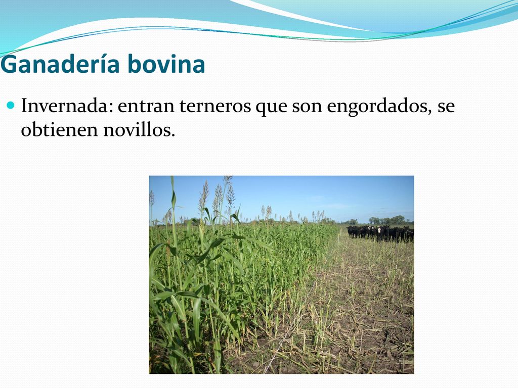 Ganadería bovina Invernada: entran terneros que son engordados, se obtienen novillos.