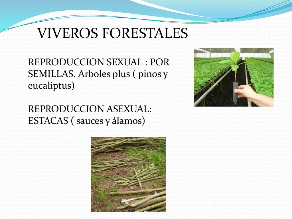 VIVEROS FORESTALES REPRODUCCION SEXUAL : POR SEMILLAS. Arboles plus ( pinos y eucaliptus) REPRODUCCION ASEXUAL: