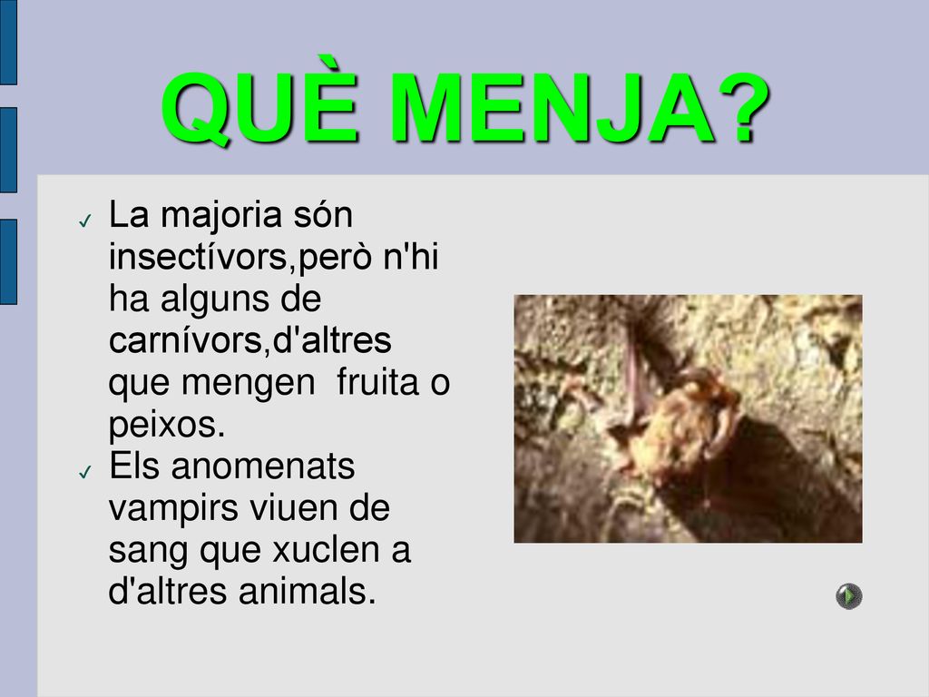 QUÈ MENJA La majoria són insectívors,però n hi ha alguns de carnívors,d altres que mengen fruita o peixos.