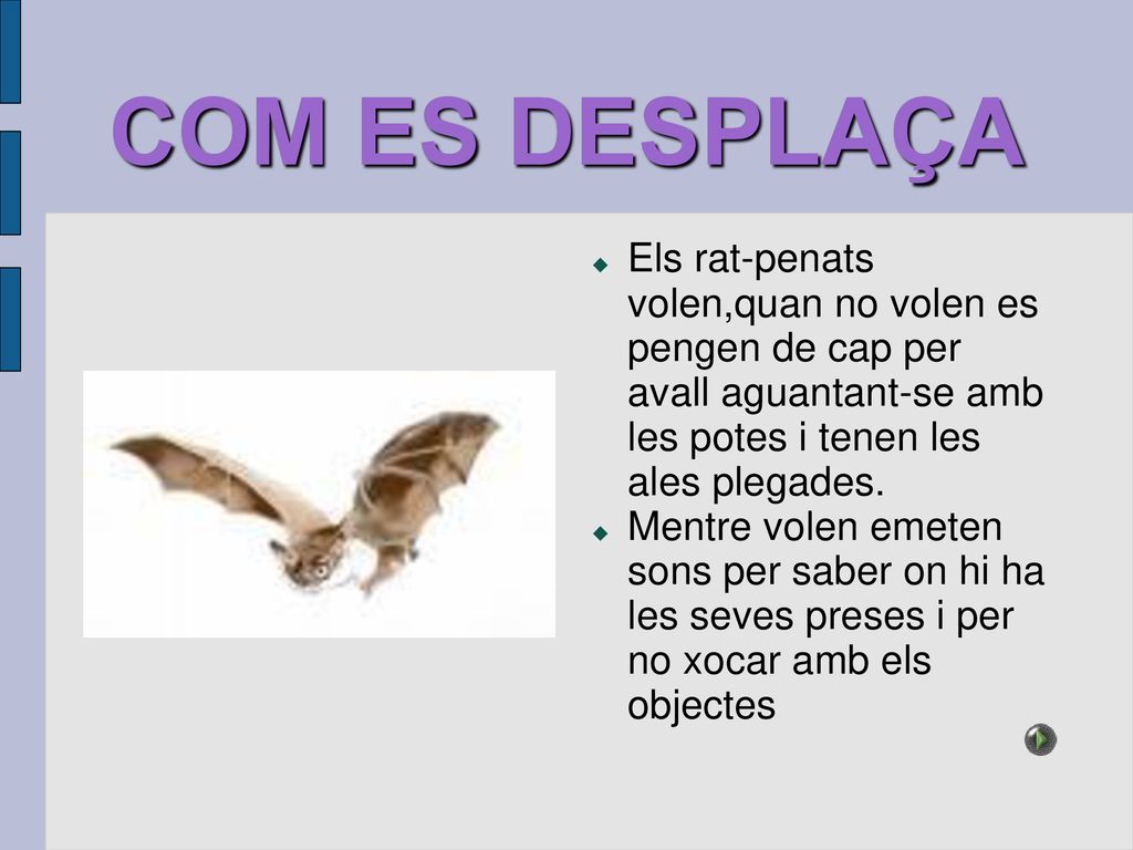 COM ES DESPLAÇA Els rat-penats volen,quan no volen es pengen de cap per avall aguantant-se amb les potes i tenen les ales plegades.