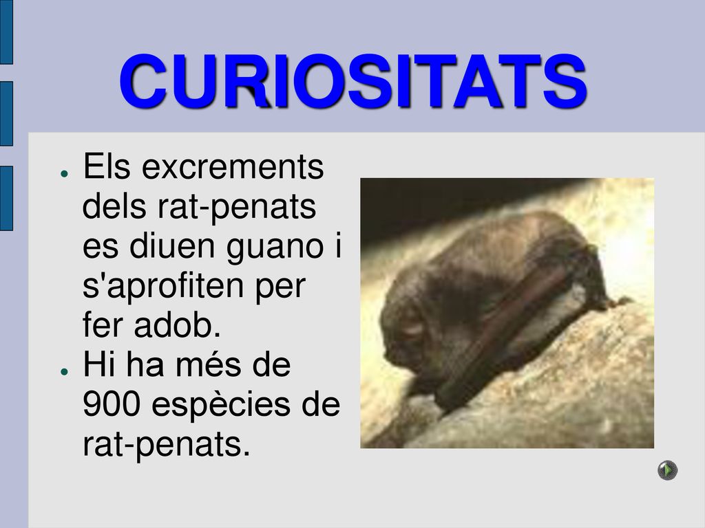 CURIOSITATS Els excrements dels rat-penats es diuen guano i s aprofiten per fer adob.