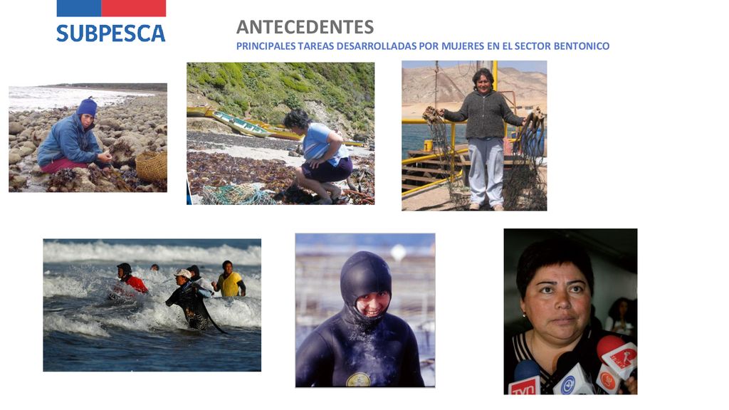 ANTECEDENTES PRINCIPALES TAREAS DESARROLLADAS POR MUJERES EN EL SECTOR BENTONICO