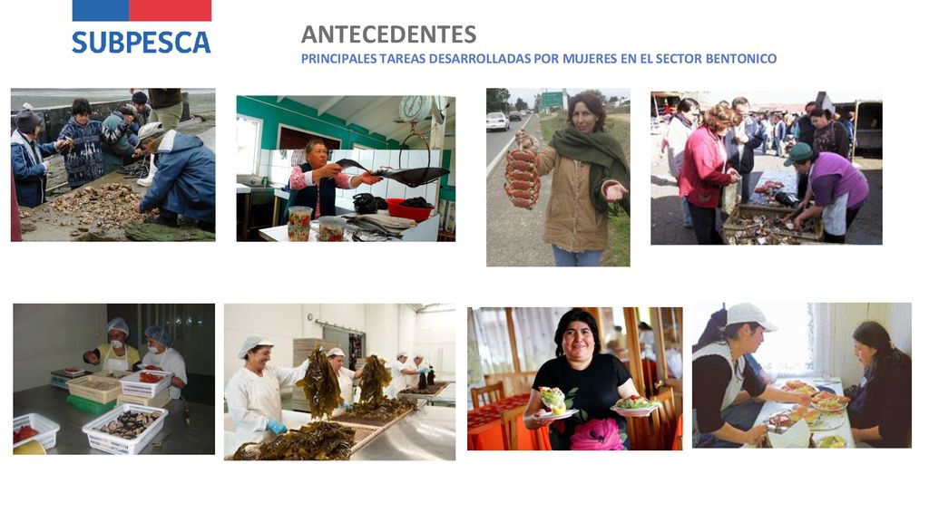 ANTECEDENTES PRINCIPALES TAREAS DESARROLLADAS POR MUJERES EN EL SECTOR BENTONICO
