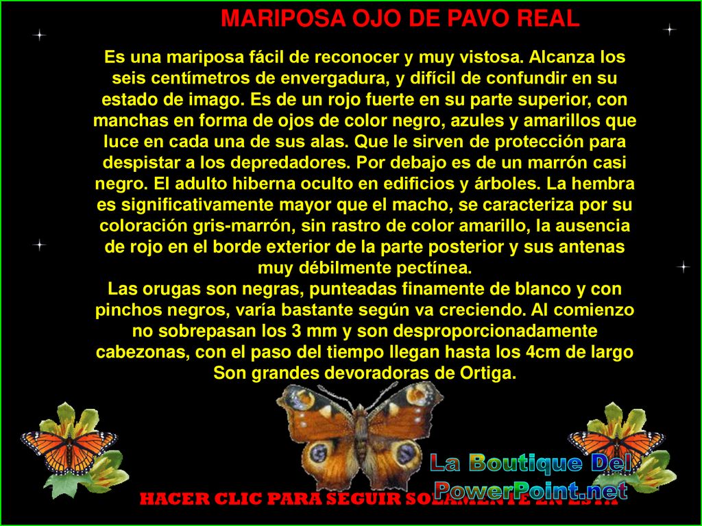 MARIPOSA OJO DE PAVO REAL La Boutique Del PowerPoint.net