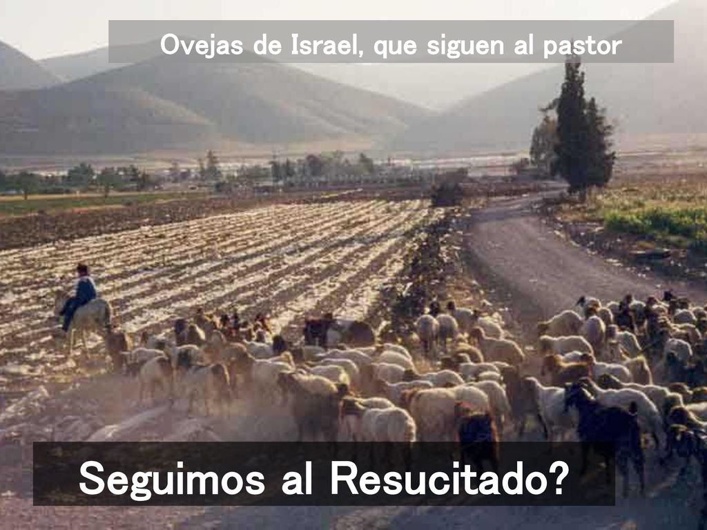 Ovejas de Israel, que siguen al pastor Seguimos al Resucitado