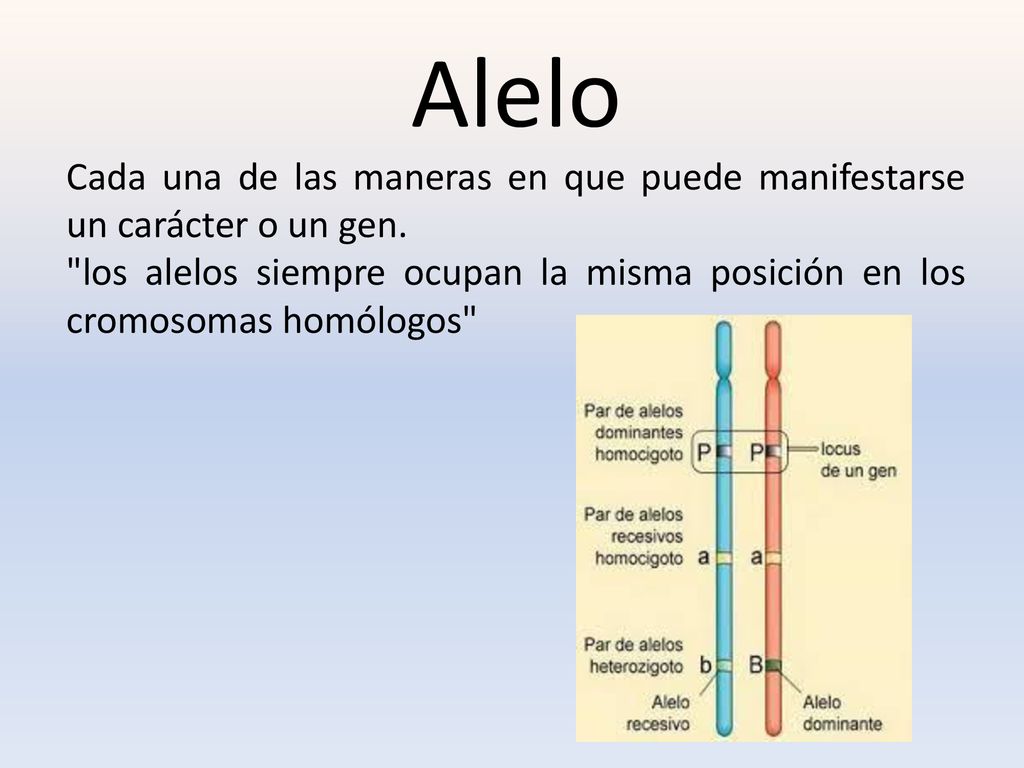 Alelo Cada una de las maneras en que puede manifestarse un carácter o un gen.