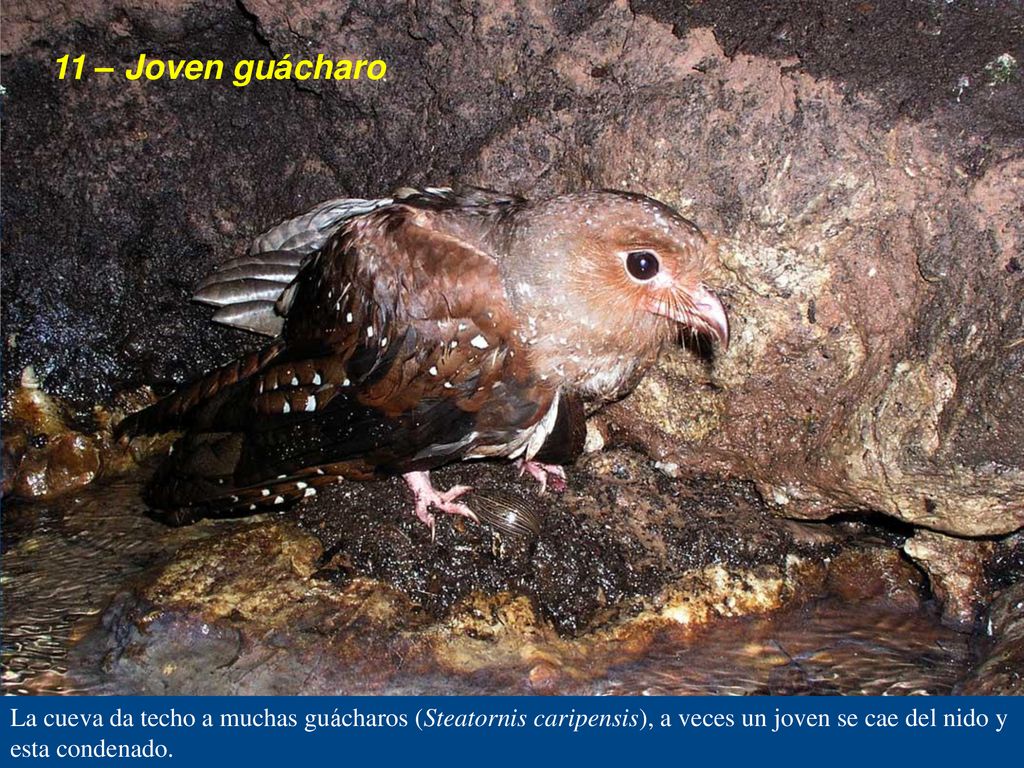 11 – Joven guácharo La cueva da techo a muchas guácharos (Steatornis caripensis), a veces un joven se cae del nido y esta condenado.