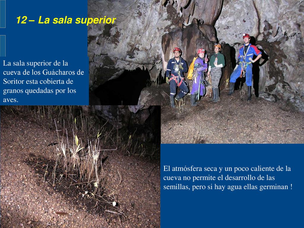 12 – La sala superior La sala superior de la cueva de los Guácharos de Soritor esta cobierta de granos quedadas por los aves.