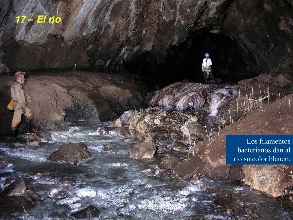 17 – El río Los filamentos bacterianos dan al río su color blanco.