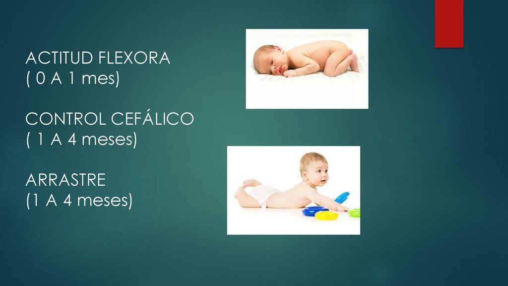 ACTITUD FLEXORA ( 0 A 1 mes) CONTROL CEFÁLICO ( 1 A 4 meses) ARRASTRE (1 A 4 meses)