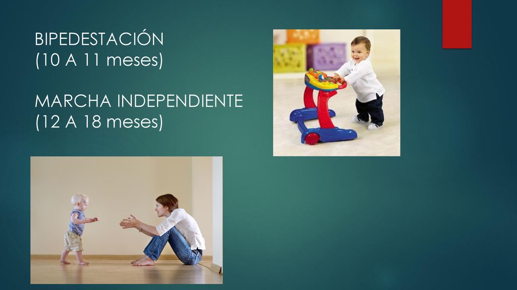 BIPEDESTACIÓN (10 A 11 meses) MARCHA INDEPENDIENTE (12 A 18 meses)