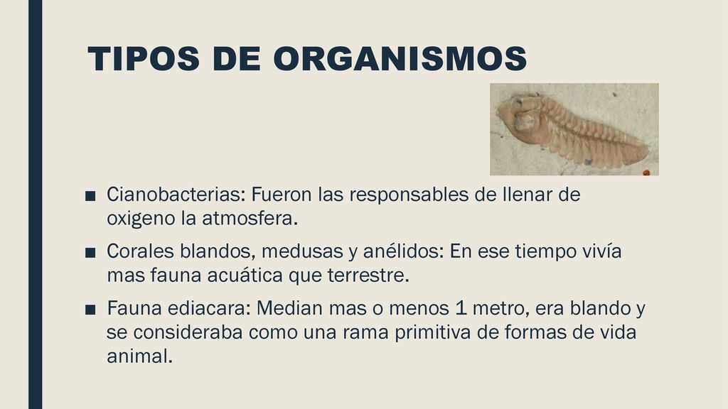 TIPOS DE ORGANISMOS Cianobacterias: Fueron las responsables de llenar de oxigeno la atmosfera.