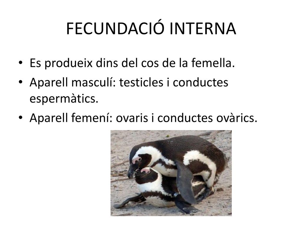 FECUNDACIÓ INTERNA Es produeix dins del cos de la femella.