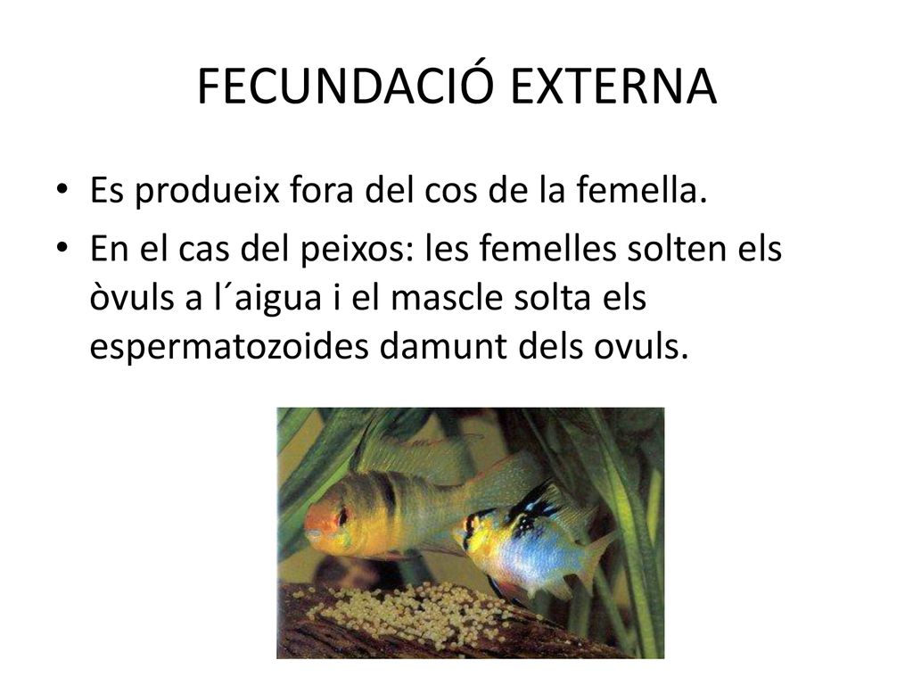 FECUNDACIÓ EXTERNA Es produeix fora del cos de la femella.