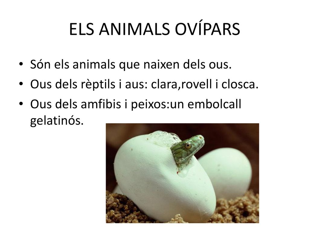 ELS ANIMALS OVÍPARS Són els animals que naixen dels ous.