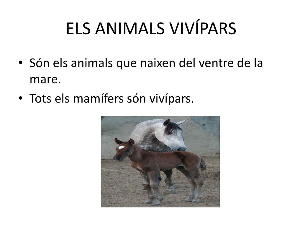 ELS ANIMALS VIVÍPARS Són els animals que naixen del ventre de la mare.