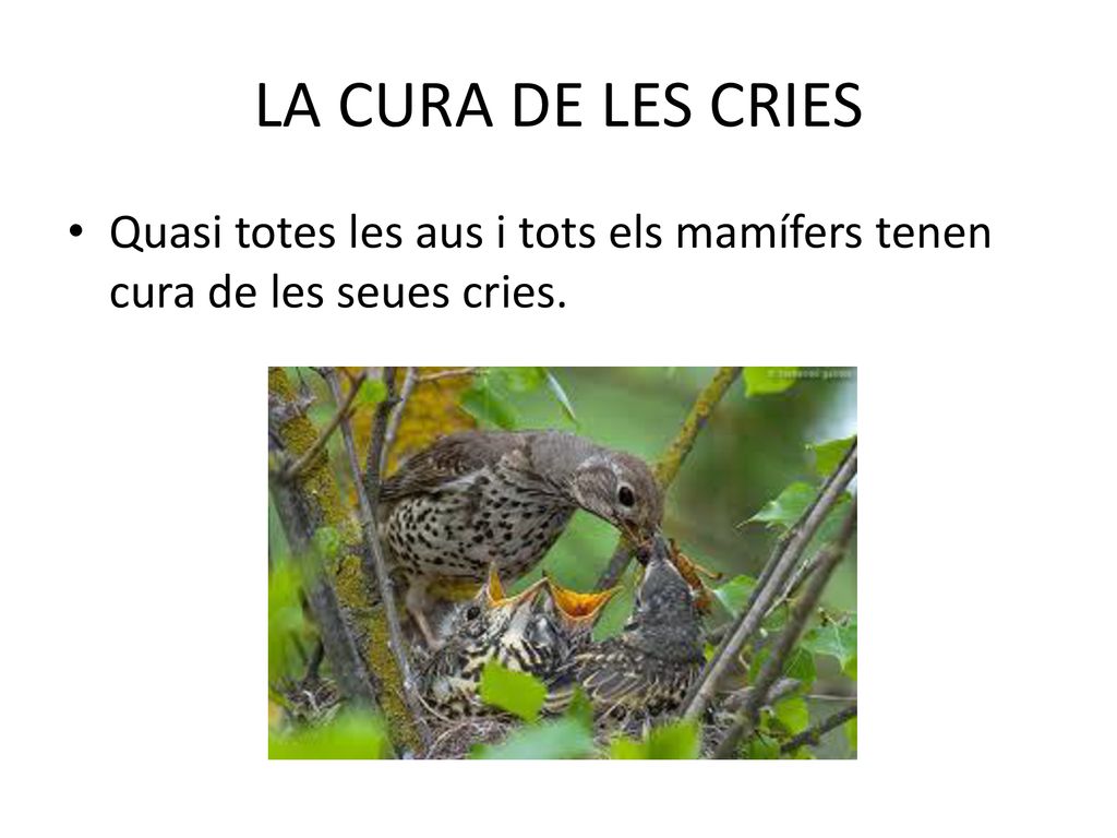 LA CURA DE LES CRIES Quasi totes les aus i tots els mamífers tenen cura de les seues cries.